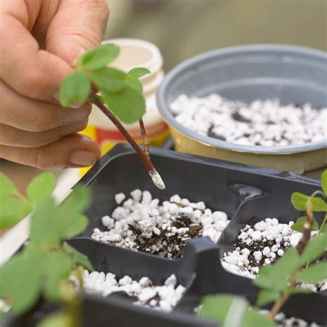 How To Plant Stem Cuttings