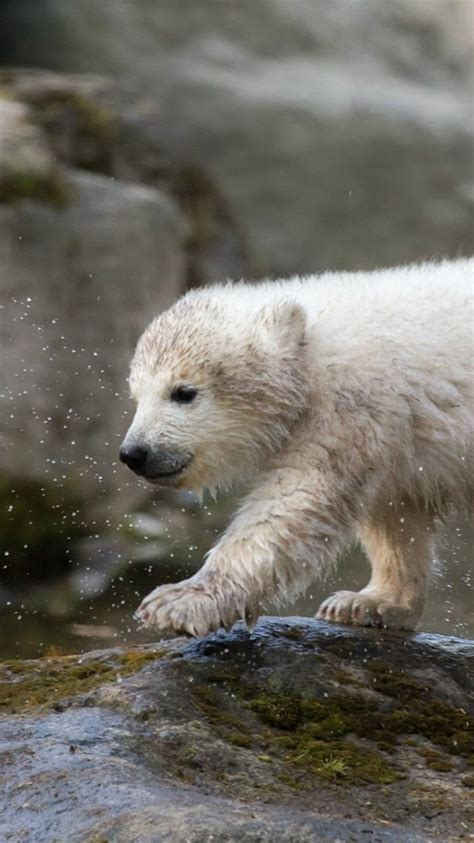 Baby Polar Bear Backiee