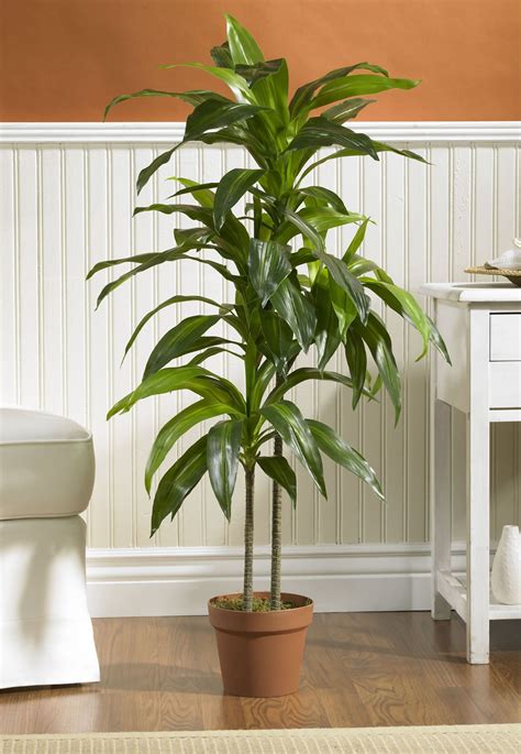 20 Air Purifying Plants For Your Interior