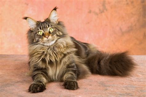 maine coon  gentle giant bred  nature catster