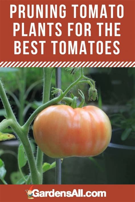 Pruning Tomato Plants For The Best Tomatoes Gardensall