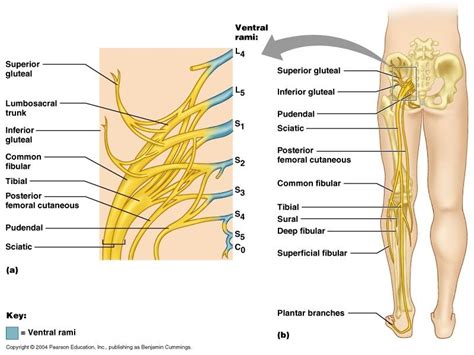 Nervous System Neuroanatomy Plexuses Of Spinal Nerves Cervical Plexus The Hip Anatomy