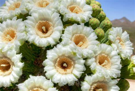 The Best Blooming Desert Plants For Landscaping In Your Yard