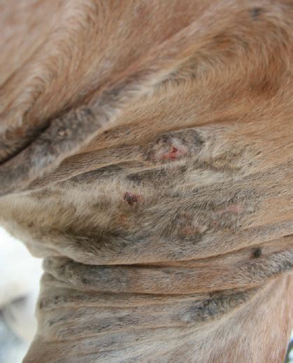 How To Avoid Tick Bites On Horses