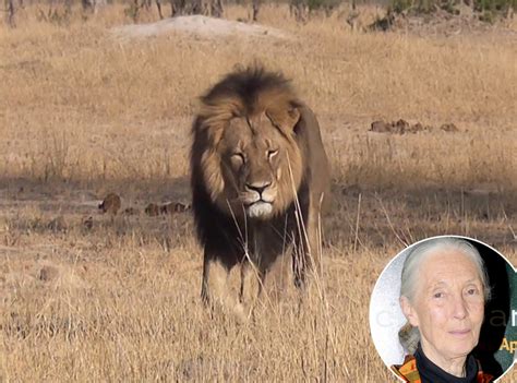 Jane Goodall Reacts To The Killing Of Cecil The Lion Says There Is