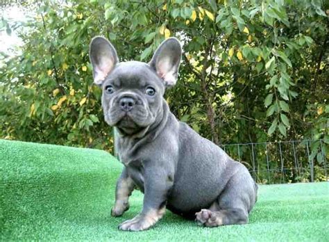 Rare & exotic colored french bulldogs. Dog Breeders Near Me - Find a Breeder Near Me Today | VIP ...