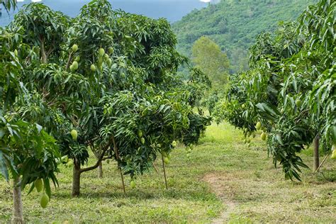 How To Grow Mango Trees In Your Home Orchard