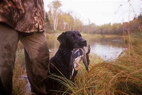 Guided Duck Hunts In Arkansas Best Guided Hunts