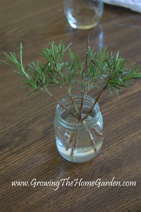How To Propagate Rosemary In Water From Cuttings Growing The Home