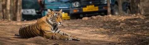 Best 7 National Parks For Tiger Safaris In India 2023 Tips And Location Map