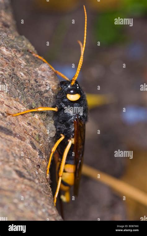 Female Horntail Or Giant Wood Wasp Urocerus Gigas Resting On A Tree