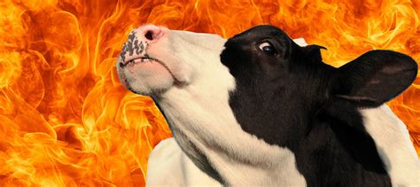 5 Good Reasons You Should Care About Cow Farts And Cow Burps