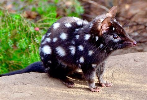 Quollfound In The Forests Of Australia And New Guineaalso
