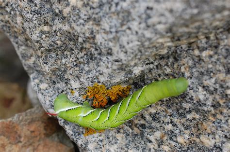 Tobacco Hornworm Caterpillar Manduca Sexta Moonwatcher13 Flickr