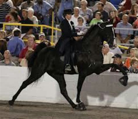 Tennessee Walker Such A Beautiful Breed And Their Elegance