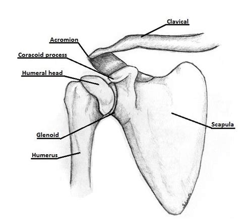 Shoulder bone on white background. Illustration of the bony anatomy of the shoulder joint ...