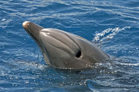 How Long Can A Bottlenose Dolphin Hold Its Breath American Oceans