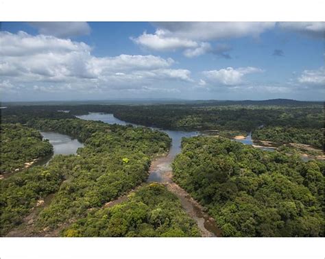 Print Of Essequibo River Iwokrama Rupununi Guyana Longest River In
