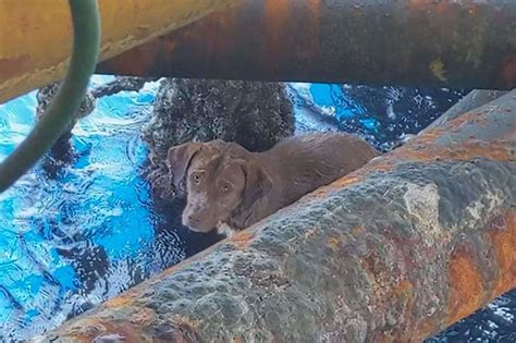 Dog Rescued 136 Miles Off Coast Of Thailand By Oil Rig