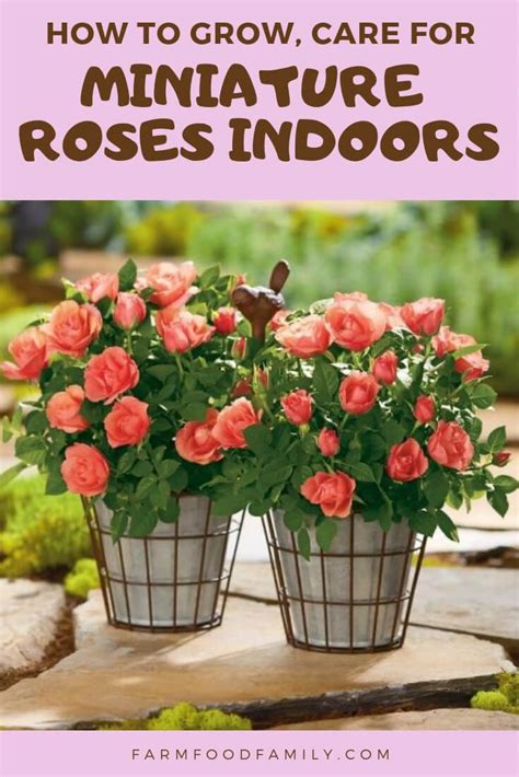 Growing Miniature Roses Indoors Care Feeding And More