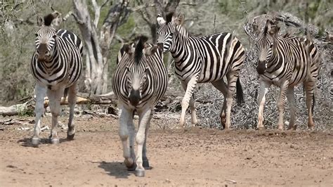 Plains Zebra Equus Quagga Burchellii Coming To The Water Flickr