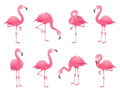 Flamingo Illustrations Royalty Free Vector Graphics And Clip Art Istock
