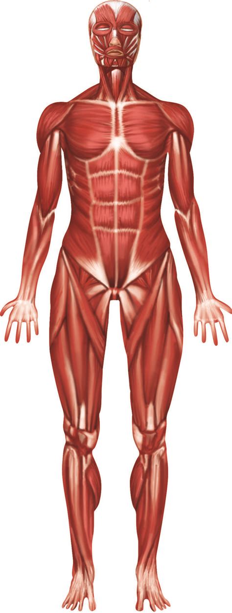 Bones of the foot labeling page. MUSCULAR SYSTEM | Flashcards