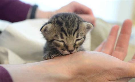 What To Do If You Find Kittens Operation Kindness