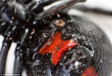 Black Widow Spiderss Red Marking Have Evolved To Deter Predatory Birds