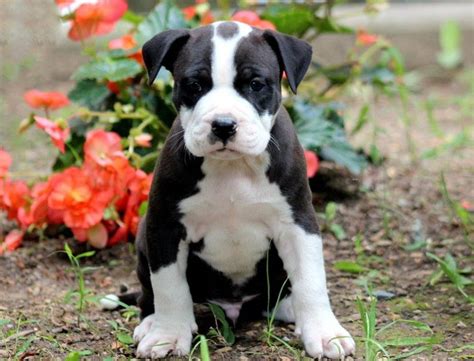 Actually, the pitbull dog prices are different. Pit Bull Terrier - American Puppies For Sale | Puppy ...