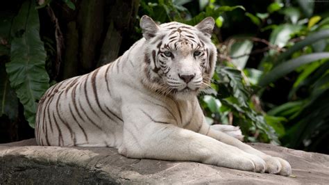 Белый Тигр Фото Животного Фото