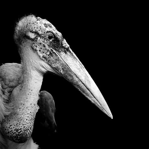 Breathtaking Black And White Animal Portraits By Lukas Holas My Modern