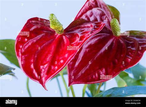 Red Anthurium Flamingo Flower Isolated On A Blue Background Anthurium