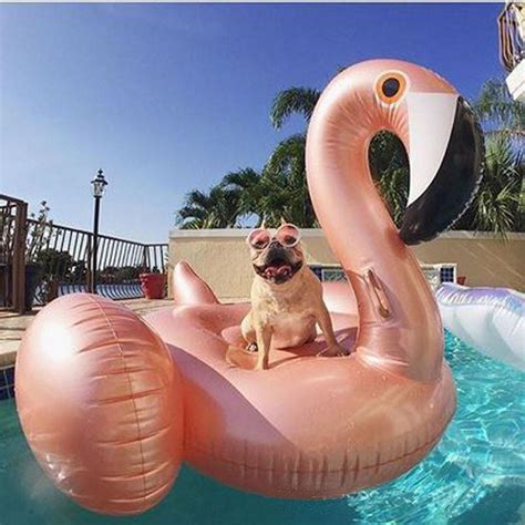 Giant Inflatable Flamingo Pool Float Momentures