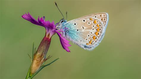 Butterfly With Blue Brown And Yellow Color Is Standing On Purple Flower