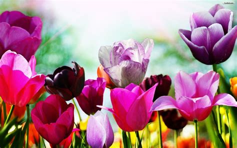 Tulips Free Spring Wallpaper 00951 Baltana