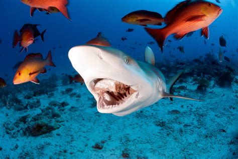The 15 Most Surprising Shark Facts Shark Week Discovery
