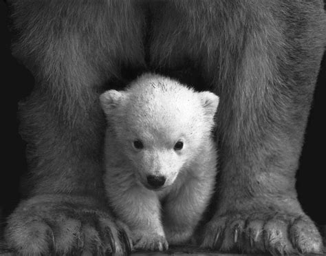Free Download Baby Bear Wallpaper Free Download 1920x1508 For Your