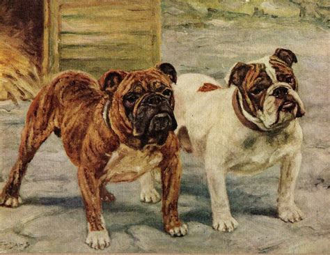 1930s Antique Bulldog Dog Print Champions Boomerang And Katerfelto Daws