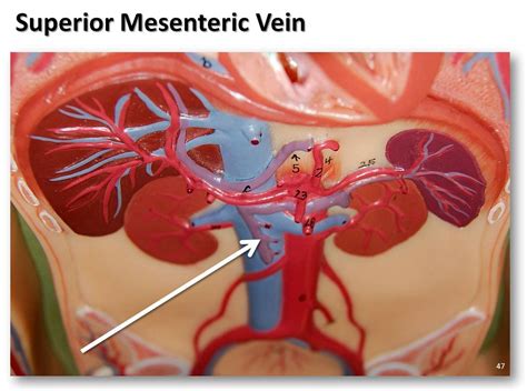 Superior Mesenteric Vein Anatomy