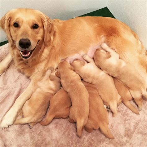 10 Heartwarming Pics Of Proud Dog Parents Posing With Their Newborn