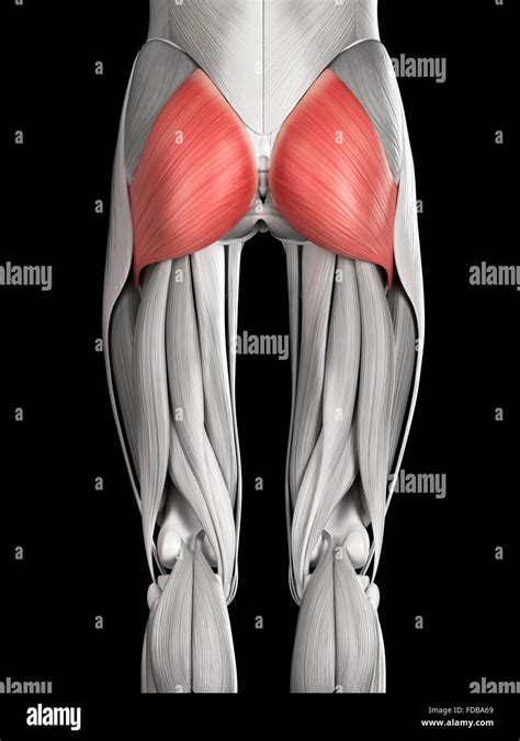 Human Buttock Muscles Gluteus Maximus Illustration Stock Photo Alamy