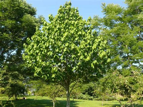 How To Grow A Pawpaw Tree Garden Making