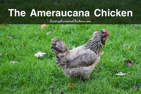 the ameraucana chicken an overview raising awesome chickens