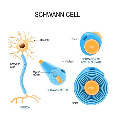 Schwann Cell Definition Function Location