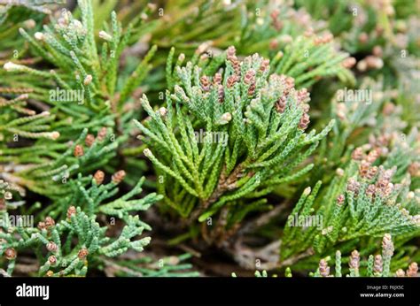 Close Up Of Wild Bar Harbor Juniper Juniperus Horizontalis On The