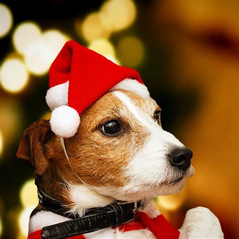Dog Holiday Christmas Hat Puppy Dog Santa Hat Costume Christmas