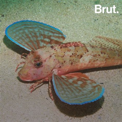 Meet The Sea Robin A Fish With Legs And Wings Brut