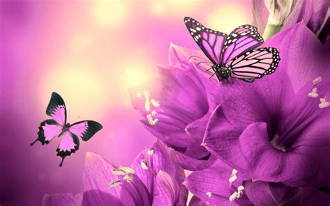 Free Download Purple Flowers Butterflies Hd Wallpapers High Definition
