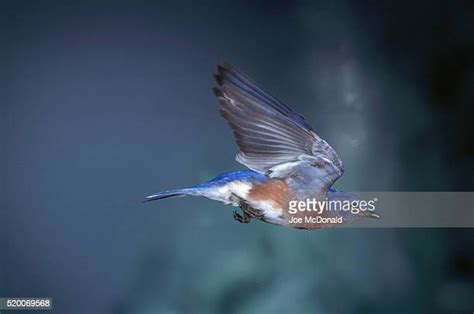 Bluebird In Flight Photos And Premium High Res Pictures Getty Images